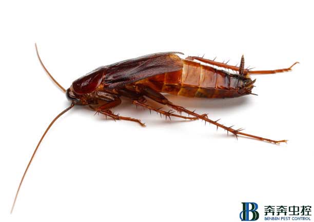 蟑螂如何消灭？掌握科学方法轻松灭蟑螂