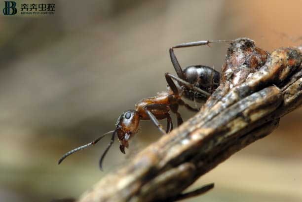 蚂蚁如何彻底消灭？怎样灭怎样防？