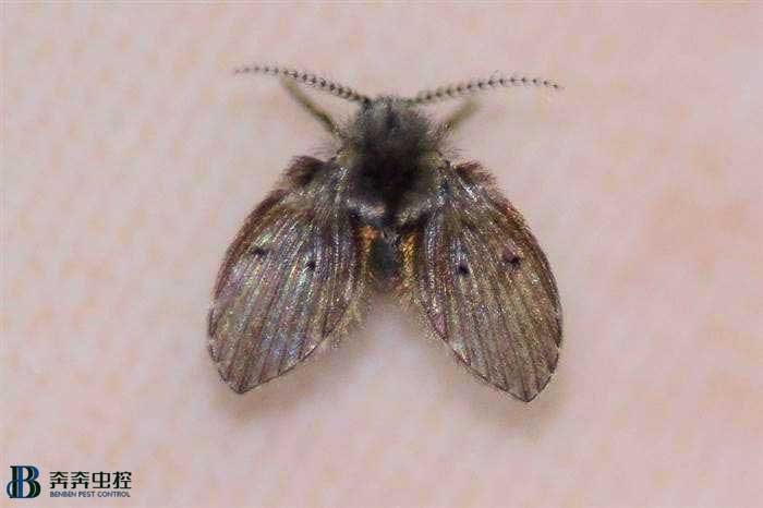 蛾蠓幼虫和成虫怎么防治，如何消灭它？
