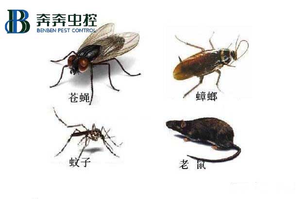 当酒店宾馆遇到了蟑鼠蚊虫，会给客人带来哪些糟糕的体验？