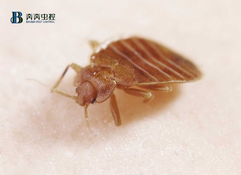 如何灭臭虫？防治臭虫有哪些可行的方法？