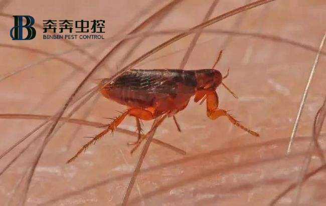 居家防治跳蚤，有哪些方法可以随手做？