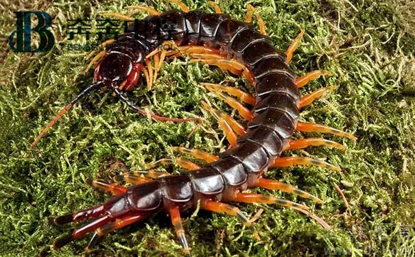 蜈蚣防治和杀灭的方法