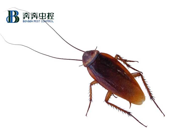 家里有蟑螂怎么办，教你如何灭蟑和防蟑