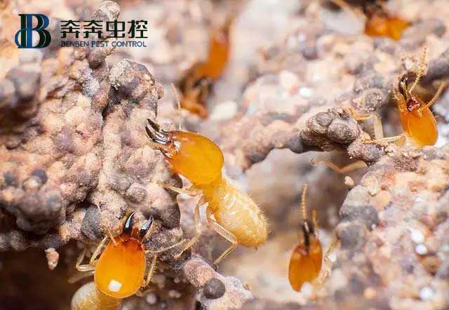 消灭白蚁有哪些方法？