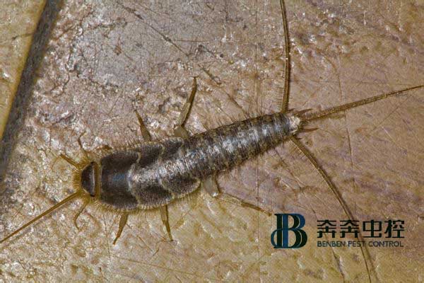 杀虫公司推荐：消灭衣鱼最好的方法 