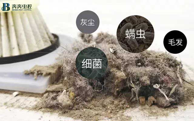 小螨虫大危害，除虫公司来解决