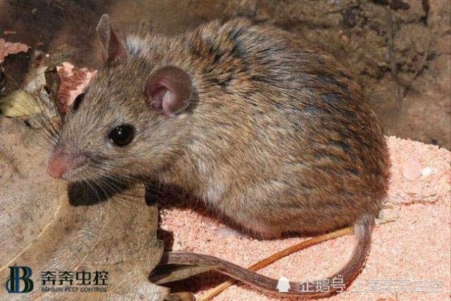 灭鼠公司给大家讲最佳灭鼠方法及防护方法&nbsp;