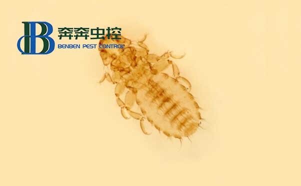 发现书虱怎么办？专业杀虫公司告诉你