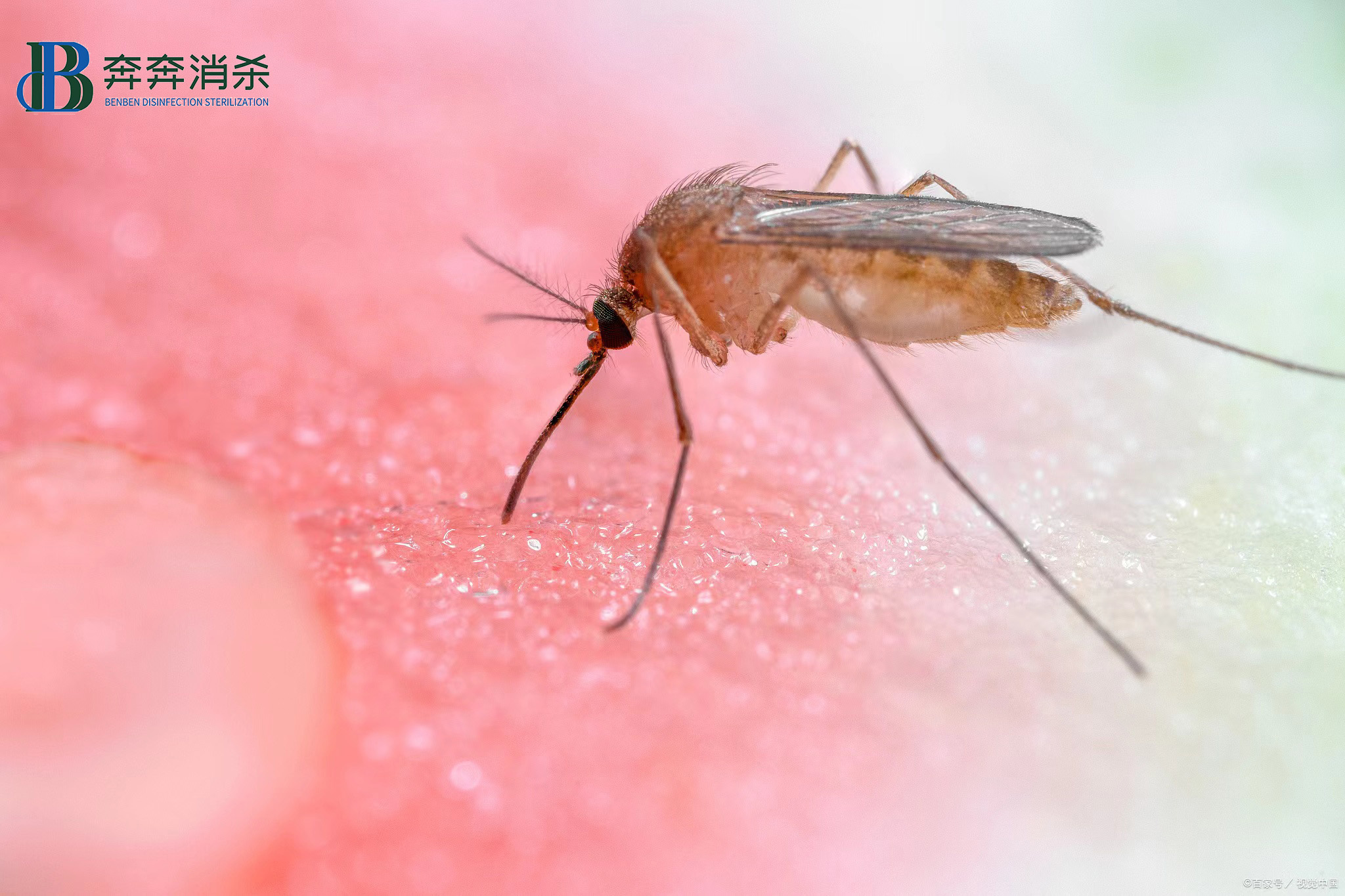 夏季灭蚊小妙招