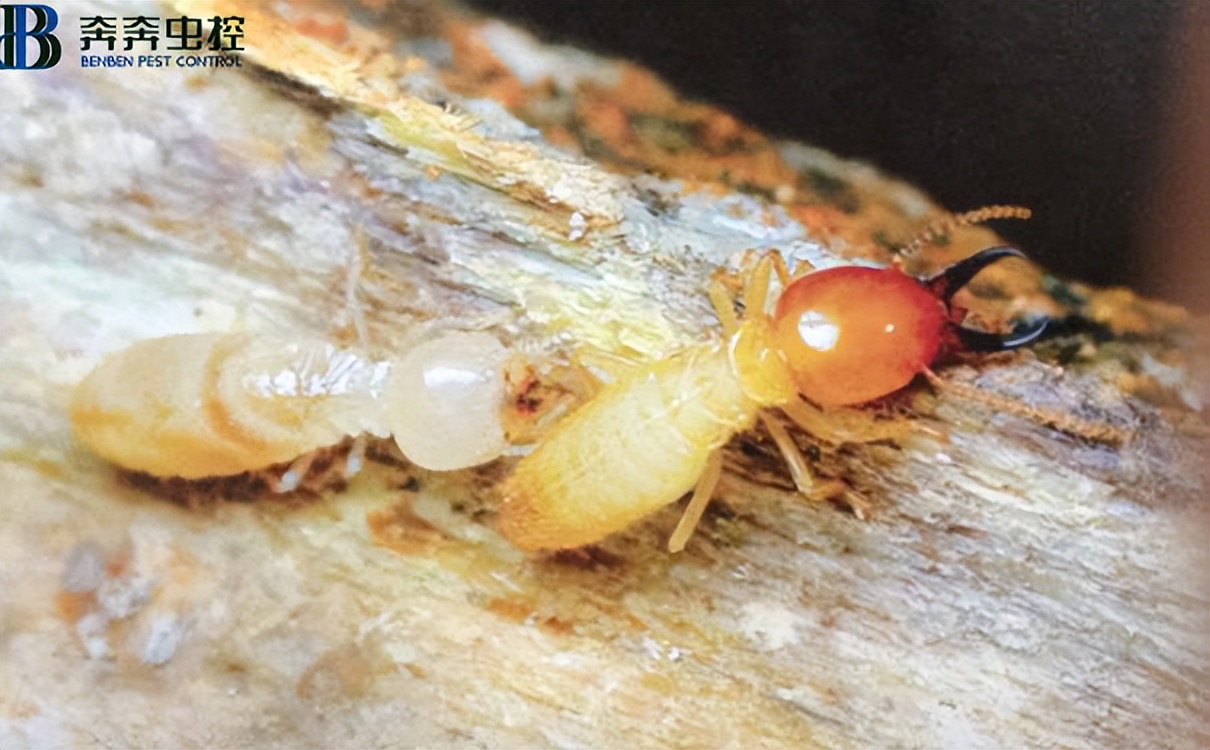 家里发现白蚁该怎么处理?