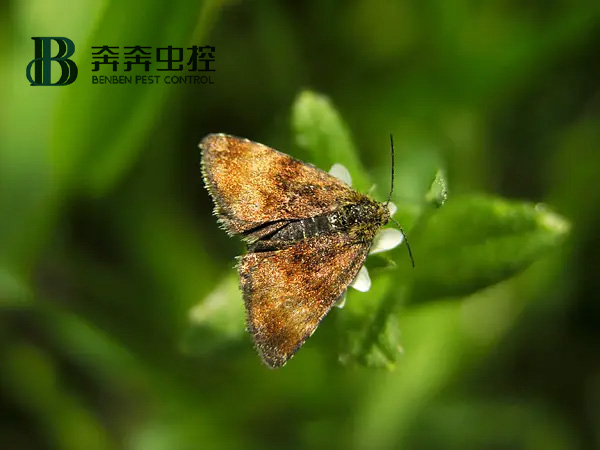 房间飞蛾快速消灭的方法