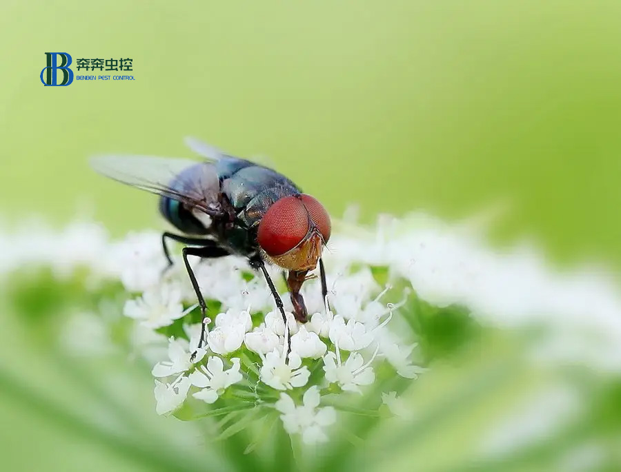 对于苍蝇 如何有效地防治