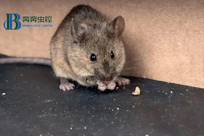 夏季老鼠猖獗 该如何防治老鼠?