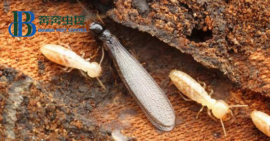 如何判断家里是否有白蚁入侵?