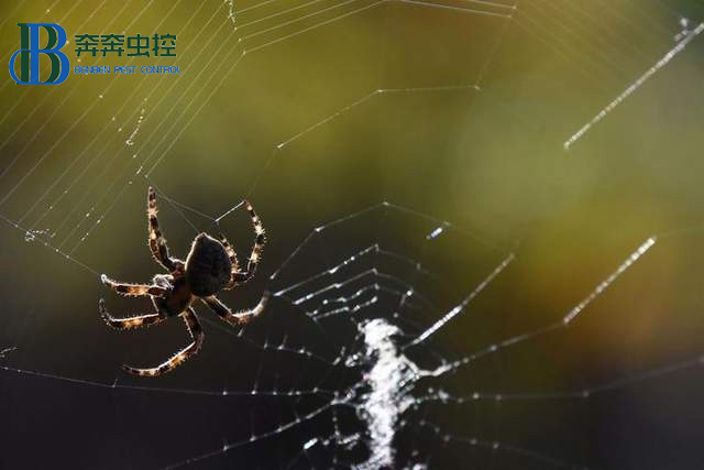 蜘蛛是怎么在相隔那么远的地方拉第一根丝的?