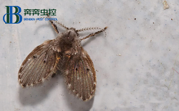 除虫公司总结灭蛾蠓妙招