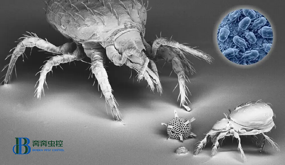 小小螨虫危害大,除虫公司教你消灭螨虫