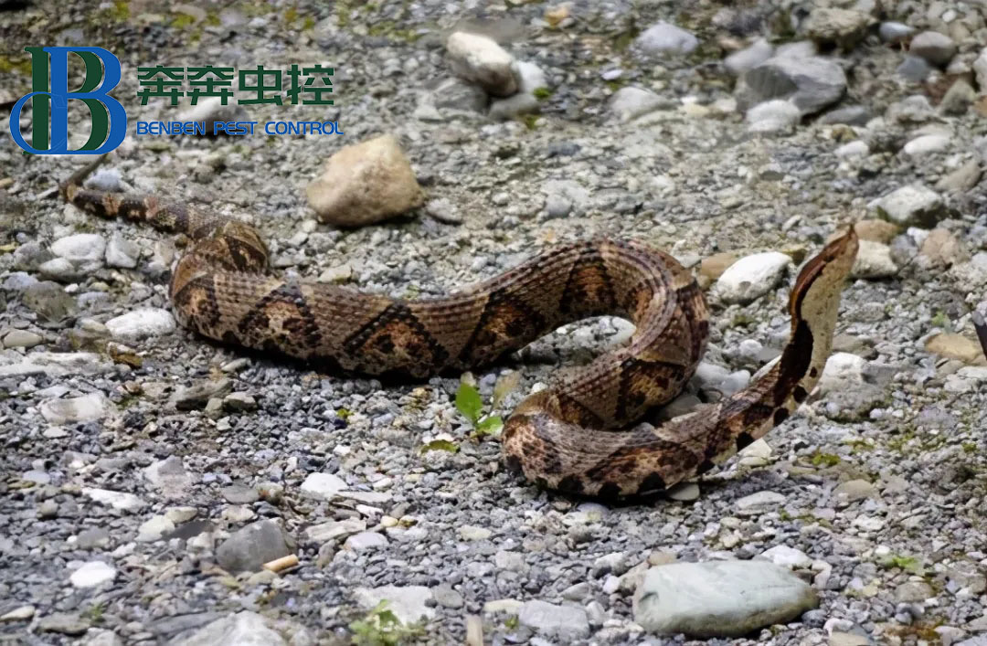 被五步蛇咬后能走几步?真的只能走五步吗?