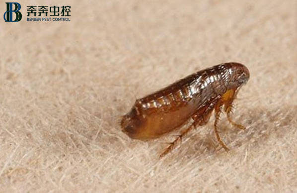 如何消灭跳蚤,一招教你怎么消杀跳蚤