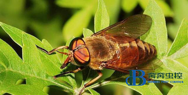 这个人畜皆害的吸血虫是什么？