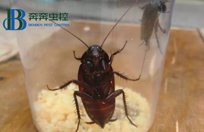  看见蟑螂可以直接踩死吗？