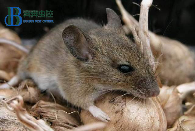 封闭环境中，老鼠是怎么进入室内的？