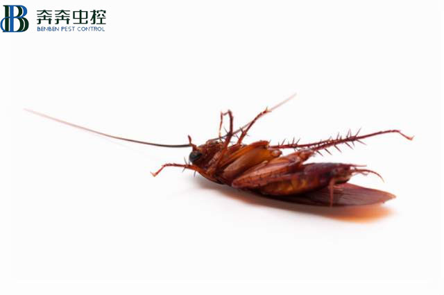 昆虫死后为什么都是&ldquo;四脚朝天&rdquo;的？