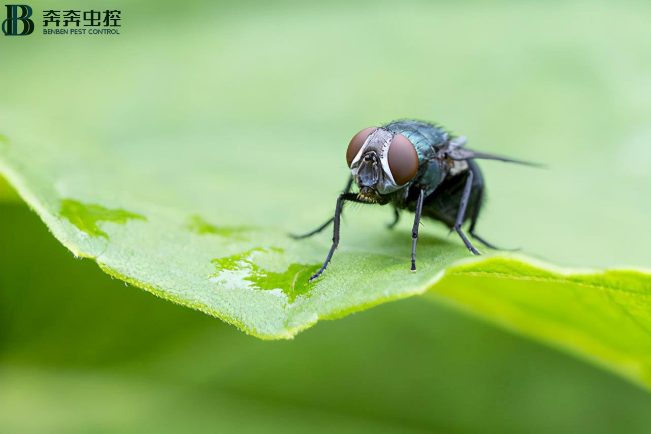 苍蝇总在脏的地方觅食，为什么不会生病？