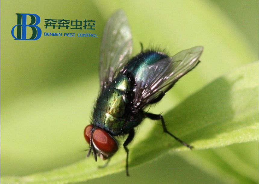 怎样才能正确有效地防治苍蝇？