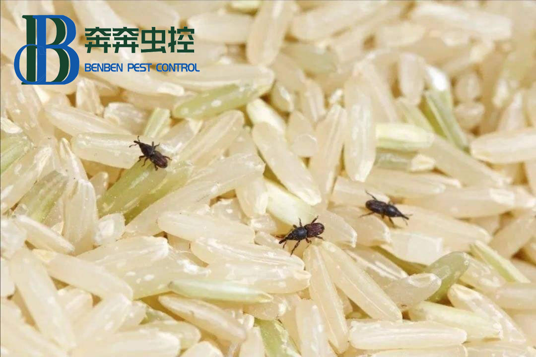 米和面为什么会无缘无故长虫？其实你吃的饭都可能含有虫卵