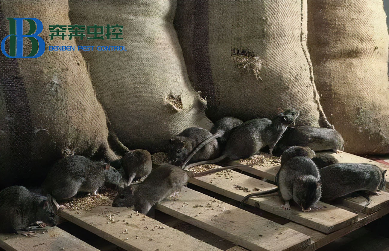 老鼠种类常见的有哪三种？家鼠和田鼠有啥区别