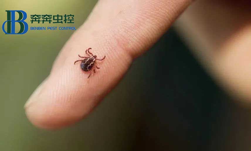 夏天露营，昆虫进入高发期，奔奔虫控教你如何防护