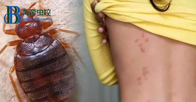 宿舍里有臭虫有什么办法！怎样把它们彻底消灭？  