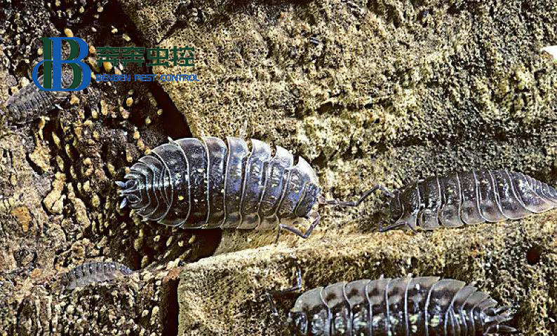 最有效的治潮虫的办法有哪些？如何预防？