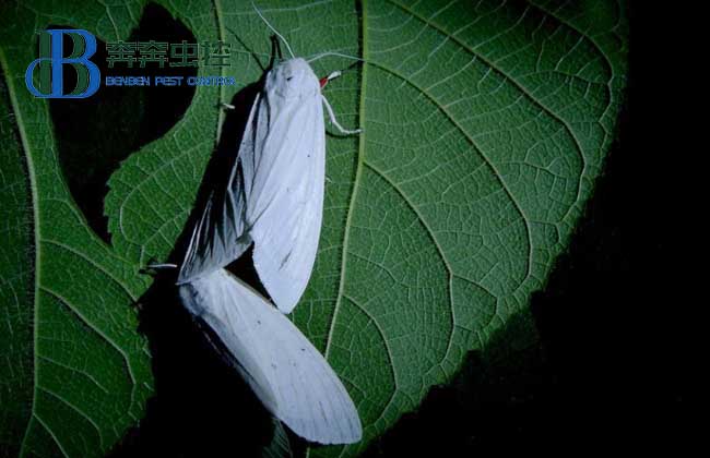 飞蛾为什么要扑火？飞蛾为什么喜欢光？