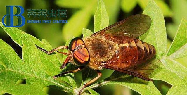 这个人畜皆害的吸血虫是什么？