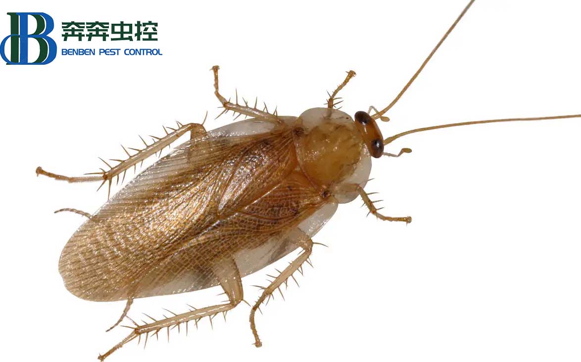 教你家庭消灭蟑螂的方法！