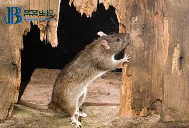 老鼠爬上了天花板怎么办？