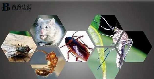 老鼠蚊虫和蚂蚁怎么消灭？如何防治它们