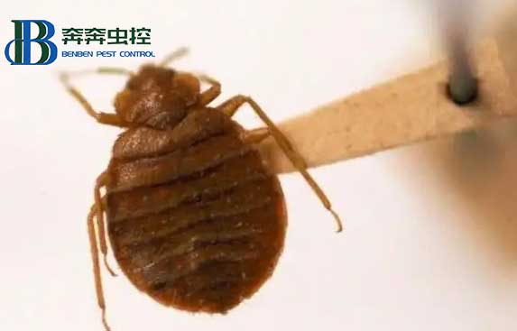 室内突然有了臭虫，它是从哪儿来的？