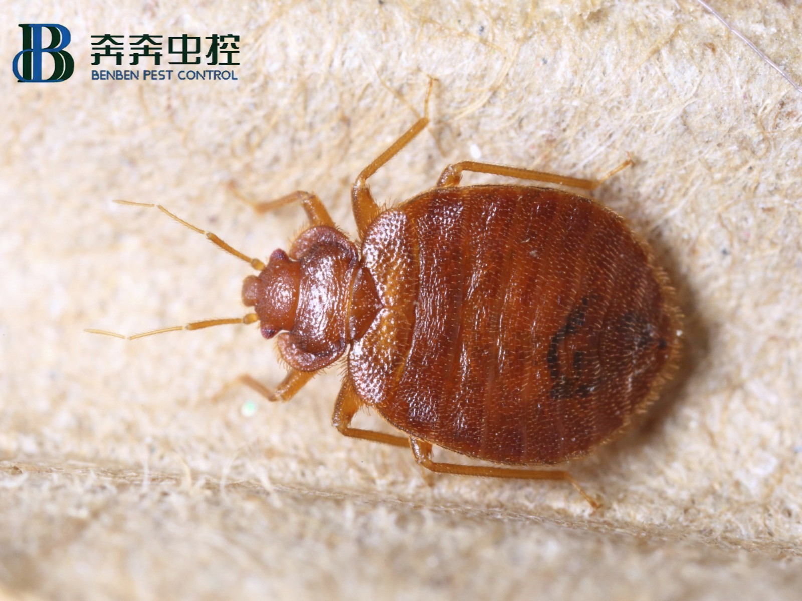 虫控公司教您如何防治臭虫