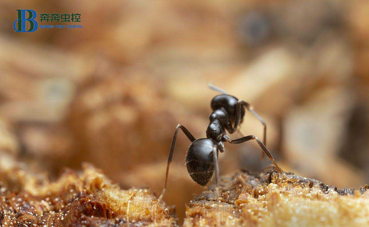  蚂蚁为什么只对你家情有独钟？