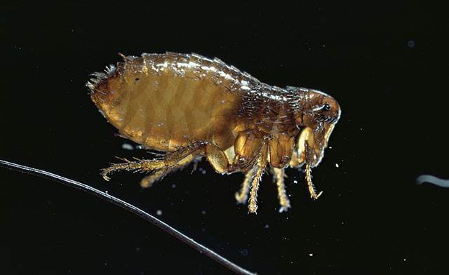 过敏性人群被跳蚤咬了的危害?