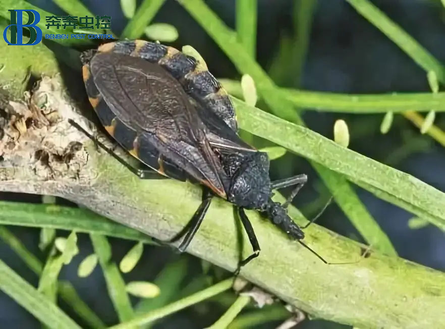 锥蝽和臭虫的区别 怎样防锥蝽？