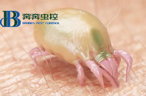 床上螨虫多了是什么表现？
