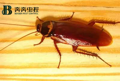 家里发现蟑螂？怎么快速根除？