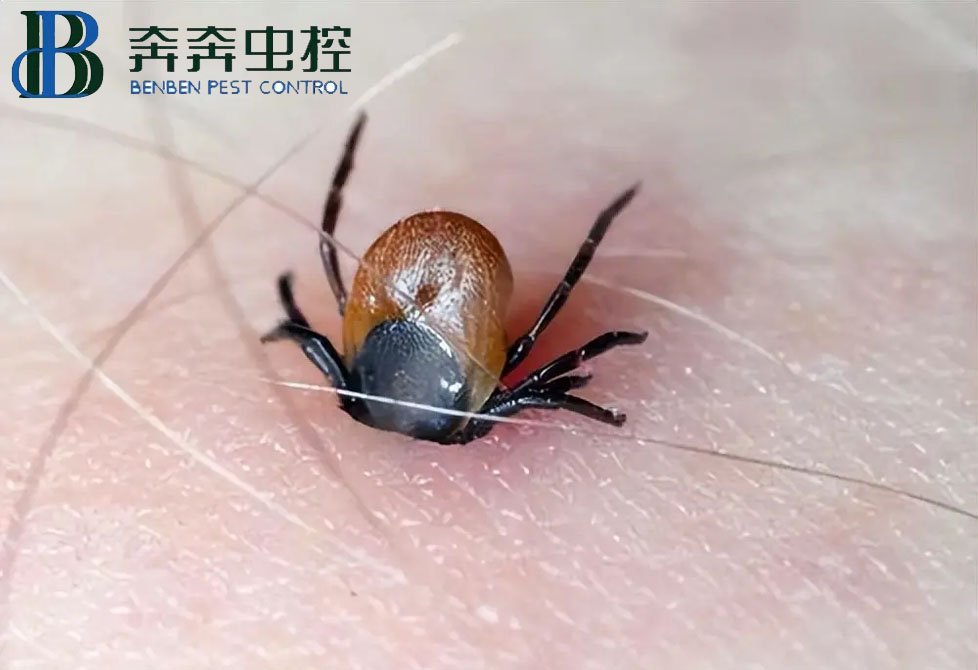 蜱虫是什么？如何预防蜱虫叮咬？