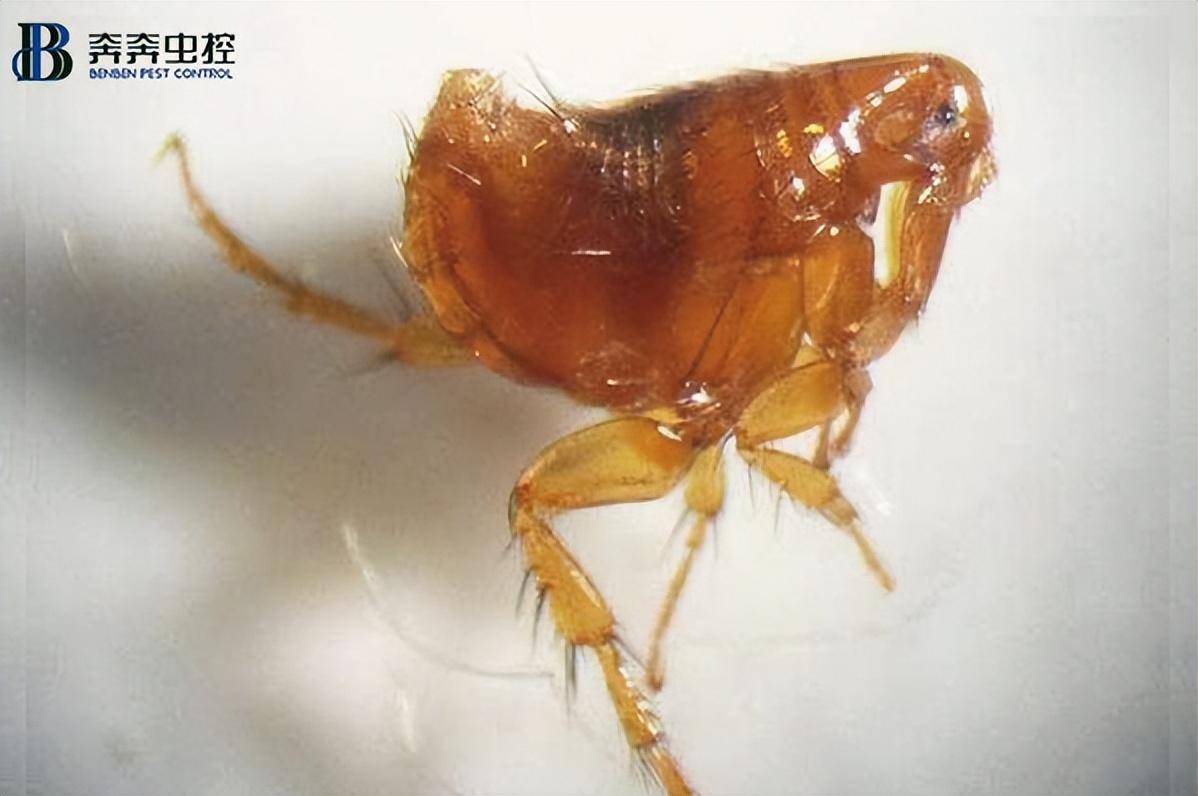 跳蚤咬人后怎么处理?