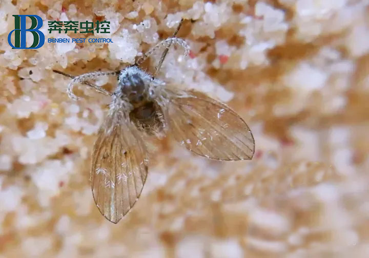 蛾蠓有什么危害？如何消灭蛾蠓